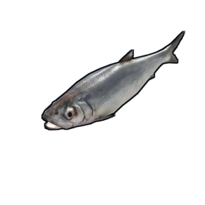 сельдь